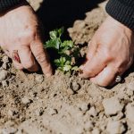 Sichtschutz im Garten: Schaffen Sie sich ein privates Refugium