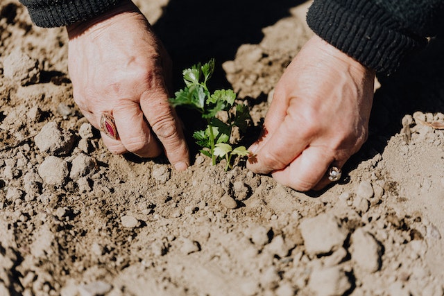 Sichtschutz im Garten: Schaffen Sie sich ein privates Refugium